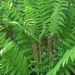 Interrupted Fern - Photo (c) Kerry Woods, some rights reserved (CC BY-NC-ND)