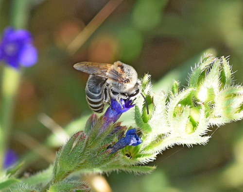 Colletes nasutus