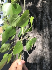 Populus fremontii