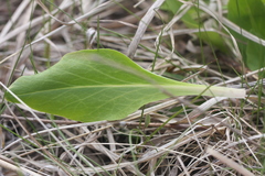 Primula fassettii
