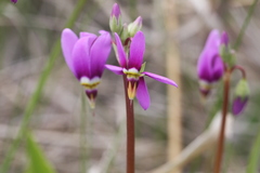 Primula fassettii