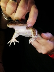Leptodactylus insularum