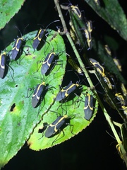 Hypselonotus linea