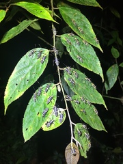 Hypselonotus linea