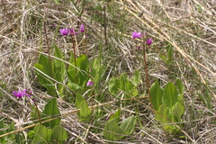 Primula fassettii