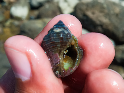 Cantharus ringens observed 2024-04-08