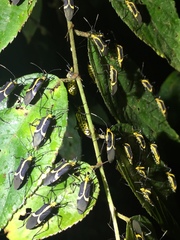 Hypselonotus linea