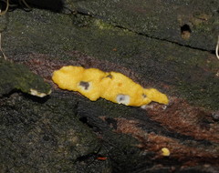 Trichoderma victoriense