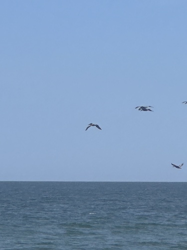 Brown Pelican photographed in Maryland