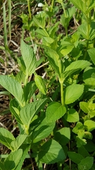 Salvia assurgens