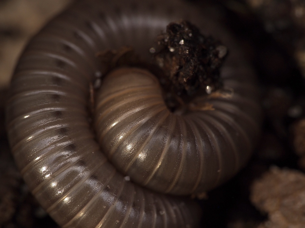 Woodruff's Giant Millipede