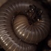 Woodruff's Giant Millipede - Photo (c) Ahn Feldman, some rights reserved (CC BY-NC), uploaded by Ahn Feldman