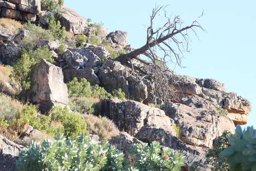 Image of Widdringtonia cedarbergensis by (c) Tony Rebelo, some rights reserved (CC BY-SA)