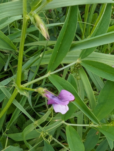 Image of Vicia bithynica by no rights reserved