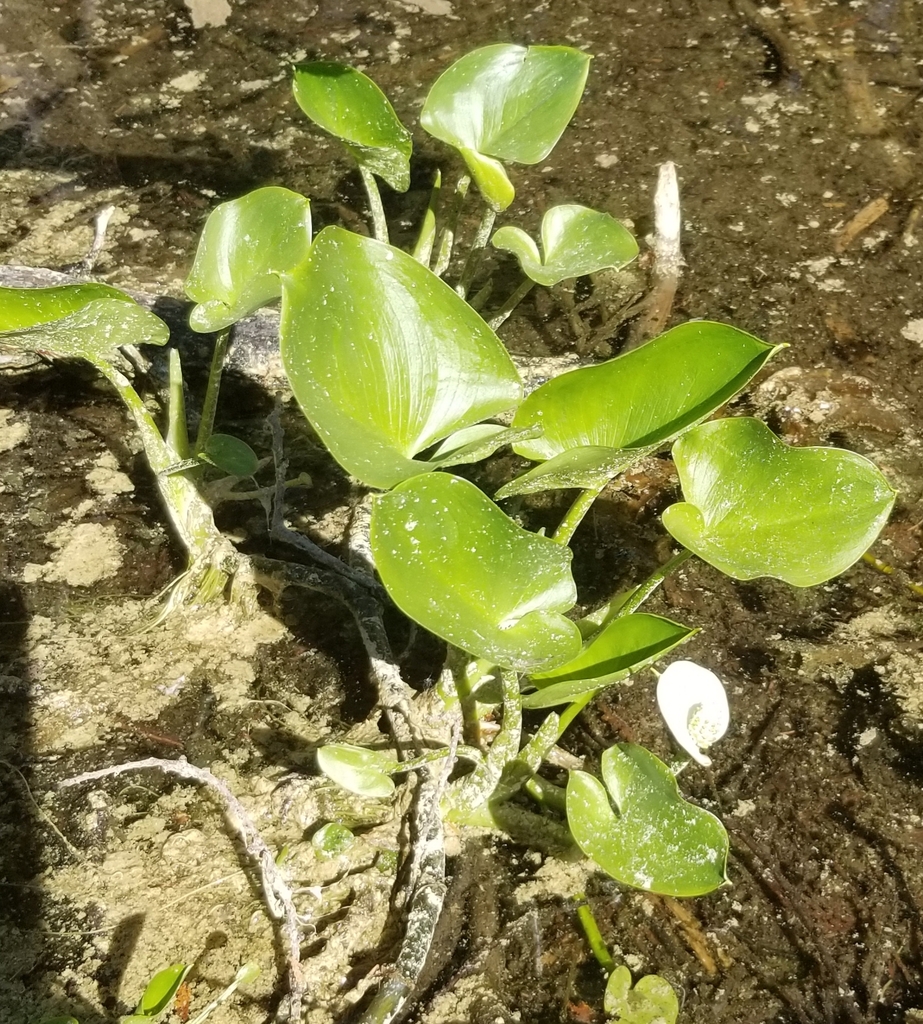 marsh calla from Bas-Saint-Laurent, QC, Canada on June 1, 2024 at 04:14 ...