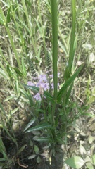 Physostegia intermedia