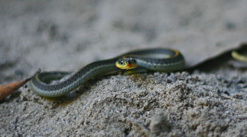 Aquatic Garter Snake