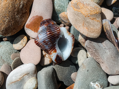 Cantharus ringens observed 2024-04-08