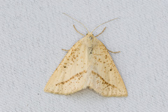 Lychnosea intermicata