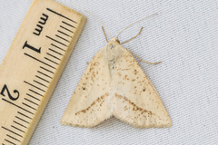 Lychnosea intermicata