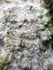 Pertusaria pustulata