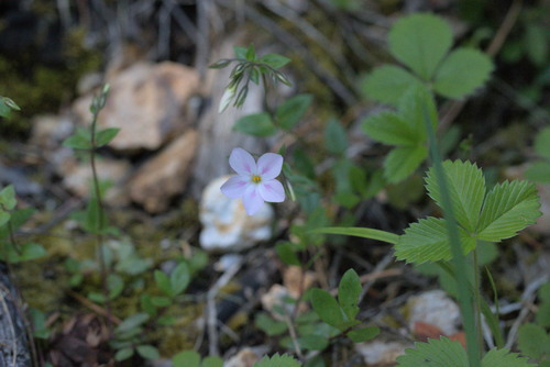 Northern phlox (Phlox adsurgens)