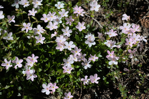 Woodland Phlox