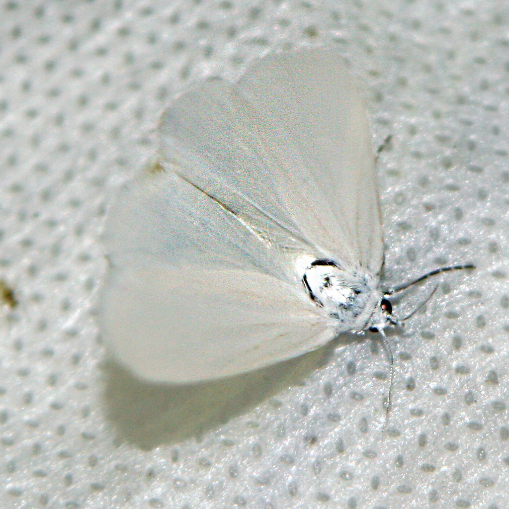 Scirpophaga xanthopygata
