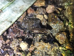 Epipedobates darwinwallacei