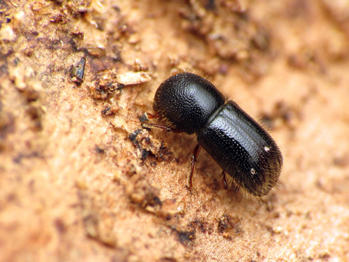 Xyleborus germanus