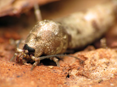 Petrobiinae