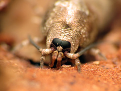 Petrobiinae