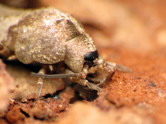 Petrobiinae