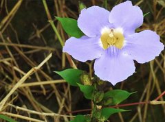 Thunbergia laurifolia