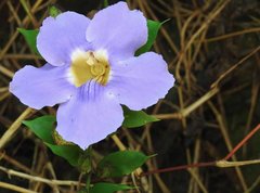 Thunbergia laurifolia