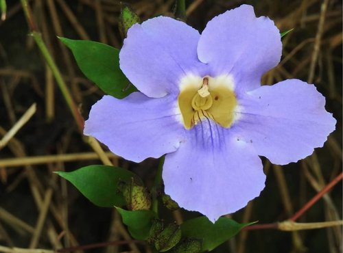 Thunbergia laurifolia