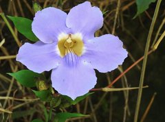 Thunbergia laurifolia