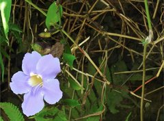 Thunbergia laurifolia