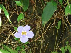 Thunbergia laurifolia