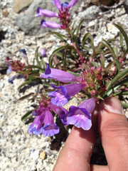 Penstemon speciosus