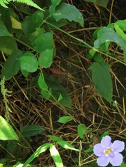 Thunbergia laurifolia