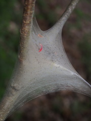 Malacosoma americana