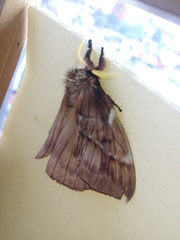 Saturniidae