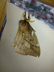 Saturniidae