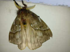 Saturniidae