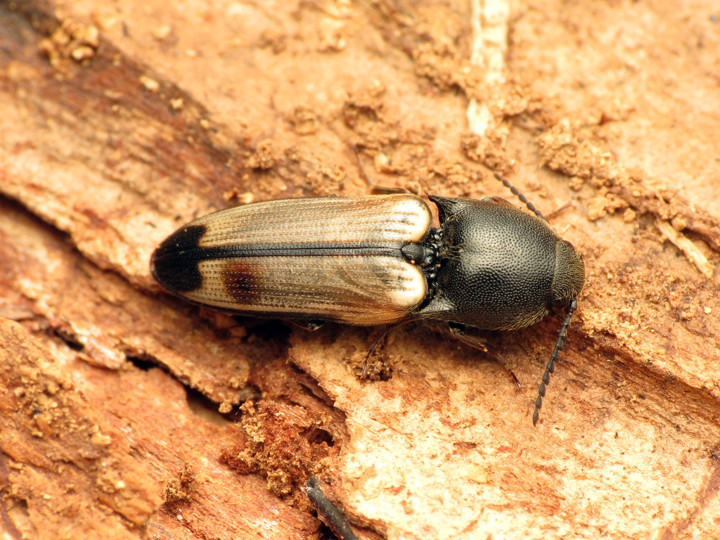 Flaxen Click Beetle