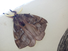 Saturniidae