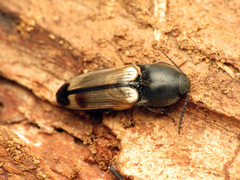 Ampedus linteus