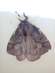 Saturniidae
