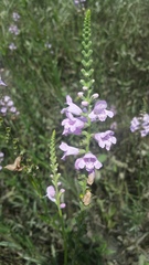 Physostegia intermedia